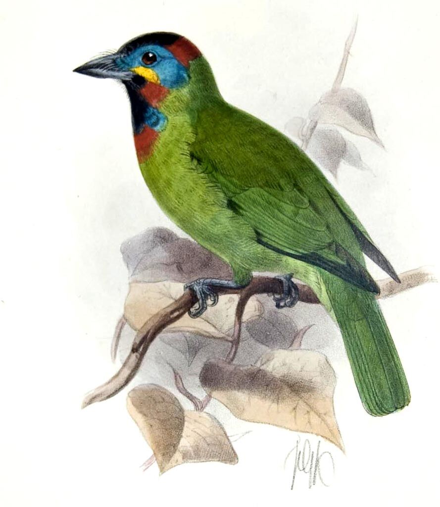 Bornean Barbet