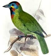 Bornean Barbet