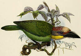 Golden-whiskered Barbet