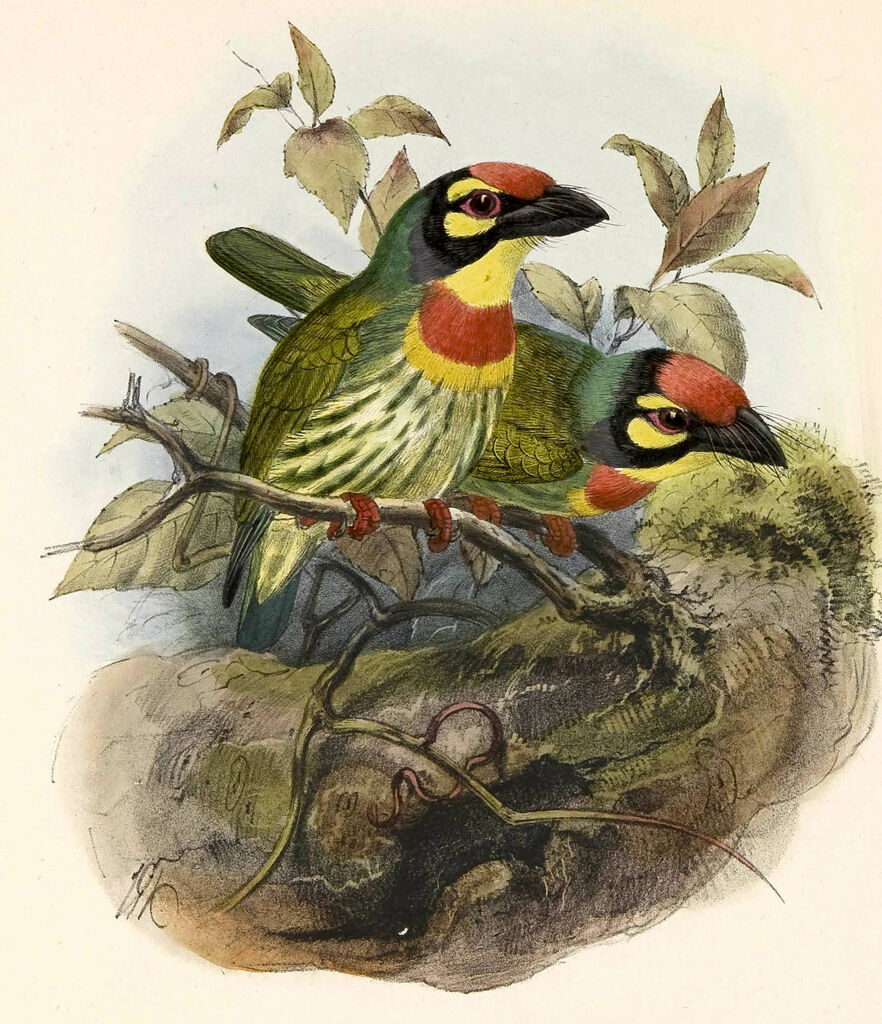 Coppersmith Barbet