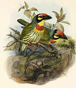 Coppersmith Barbet