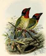 Coppersmith Barbet