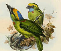 Yellow-crowned Barbet