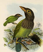 Brown-headed Barbet