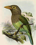 Brown-headed Barbet