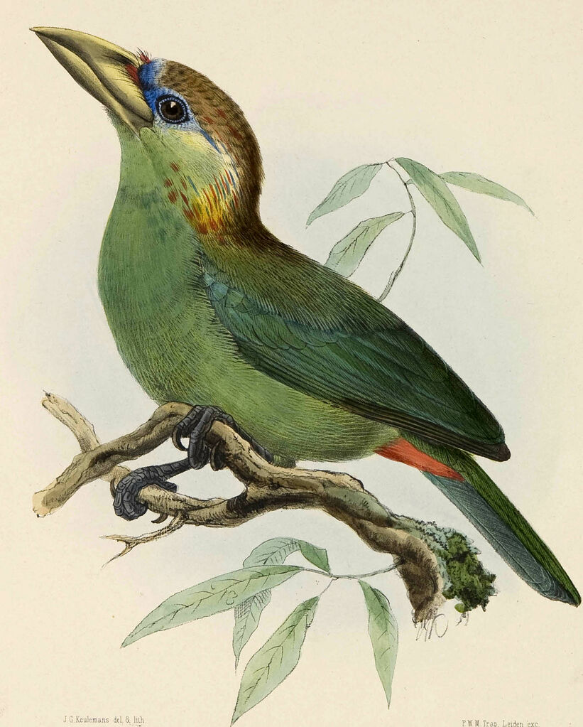 Red-vented Barbet