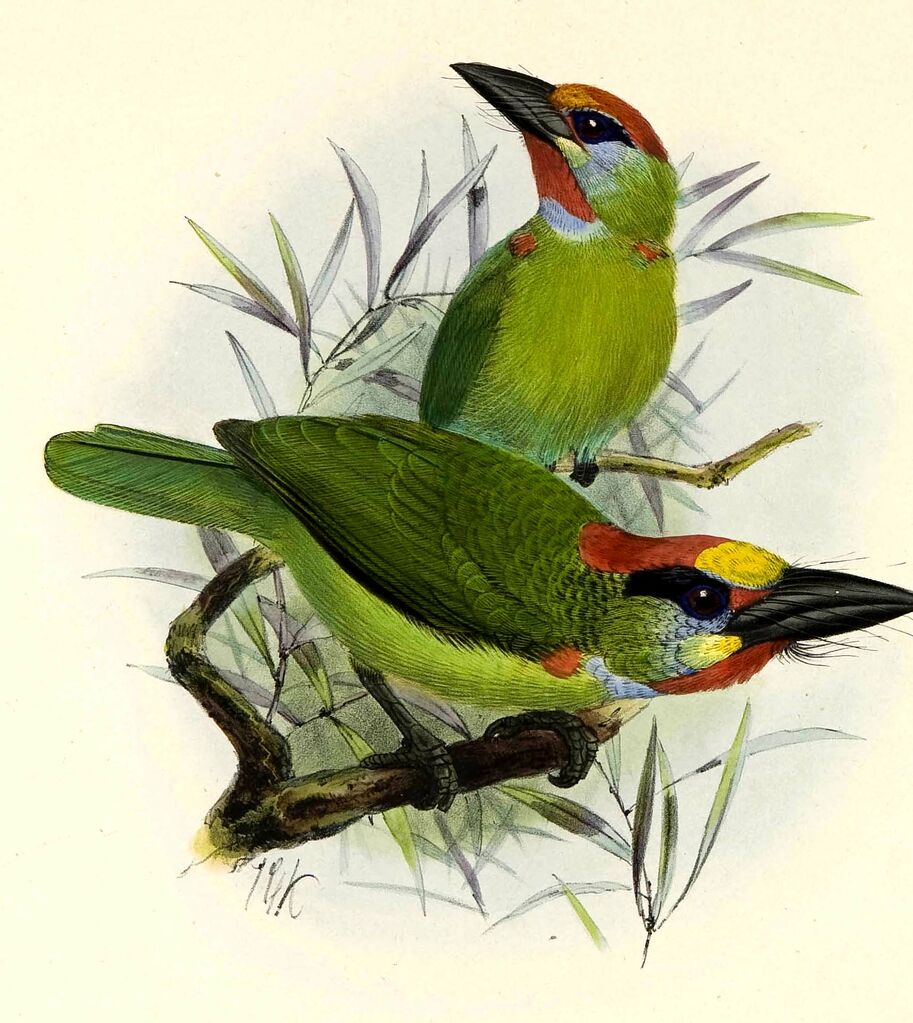 Red-throated Barbet