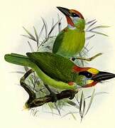 Red-throated Barbet