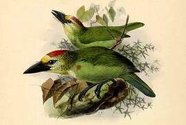 Red-throated Barbet