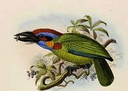 Red-crowned Barbet