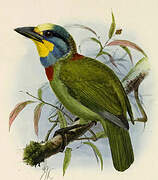 Taiwan Barbet