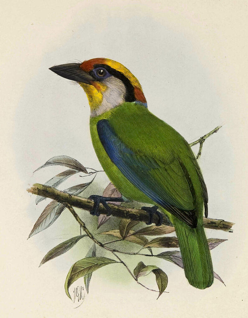 Golden-throated Barbet