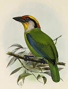 Golden-throated Barbet