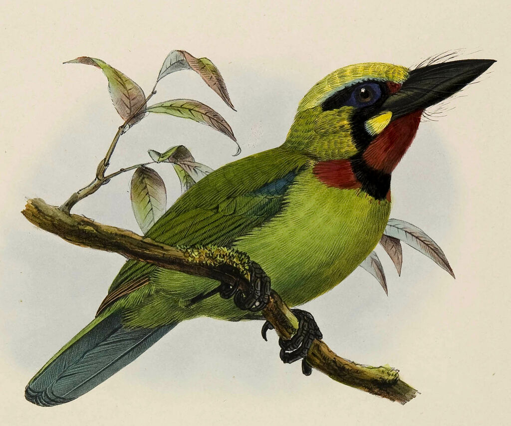 Black-banded Barbet