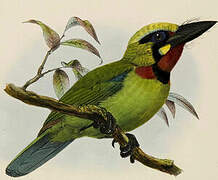 Black-banded Barbet