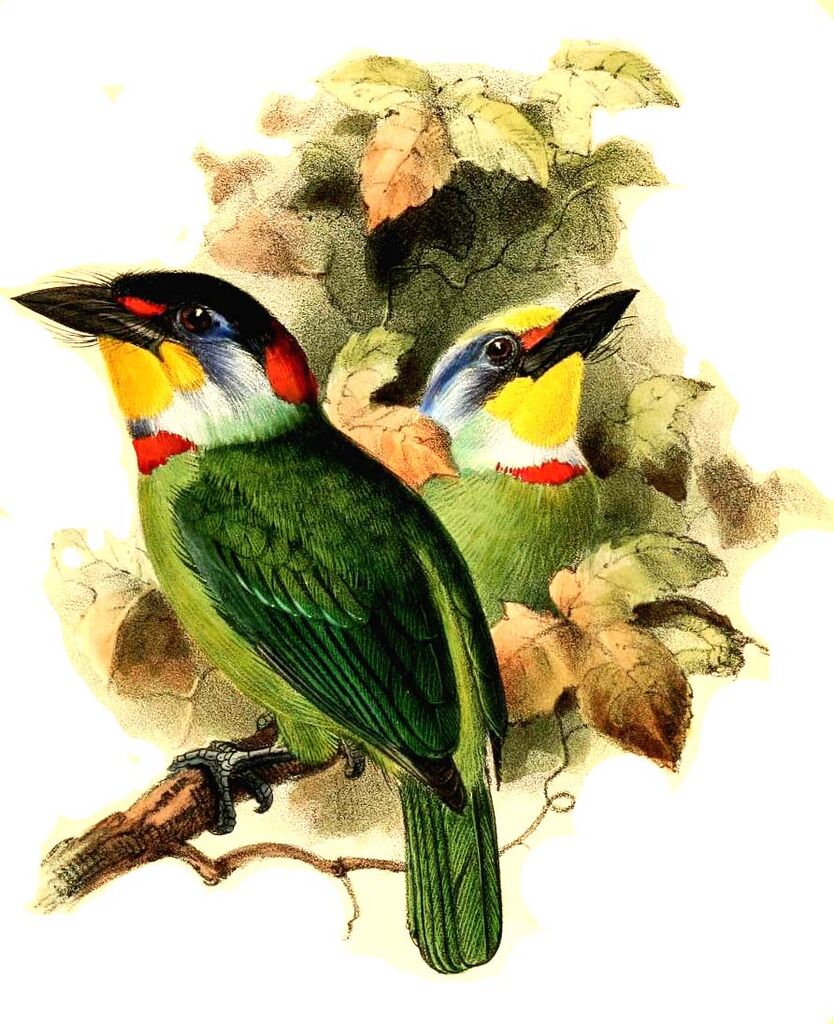 Chinese Barbet