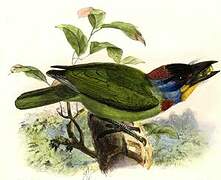 Chinese Barbet