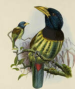 Great Barbet