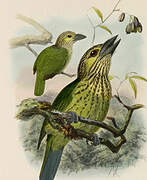 Green-eared Barbet