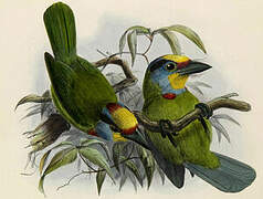 Black-browed Barbet