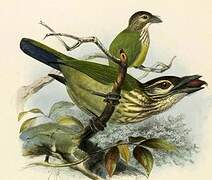 White-cheeked Barbet