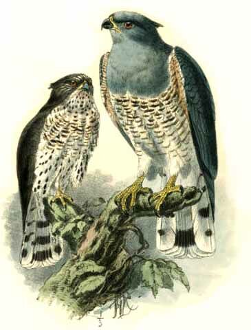 African Cuckoo-Hawk