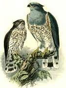 African Cuckoo-Hawk