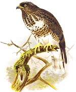 Madagascan Cuckoo-Hawk