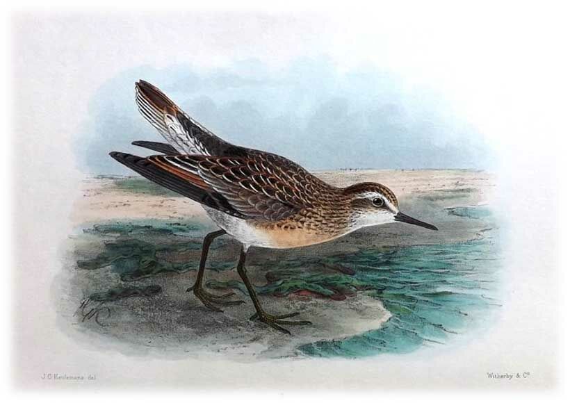 Sharp-tailed Sandpiper