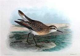 Sharp-tailed Sandpiper