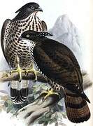 Crested Honey Buzzard