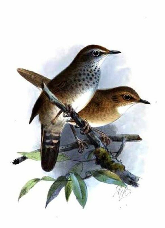 Spotted Bush Warbler