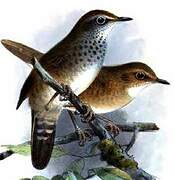 Spotted Bush Warbler