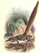 Long-tailed Ground Roller