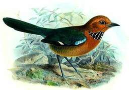 Rufous-headed Ground Roller