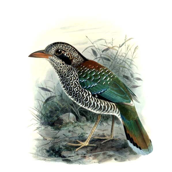 Scaly Ground Roller