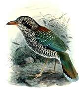 Scaly Ground Roller