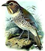 Short-legged Ground Roller