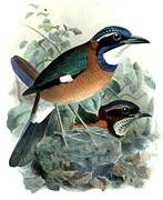 Pitta-like Ground Roller