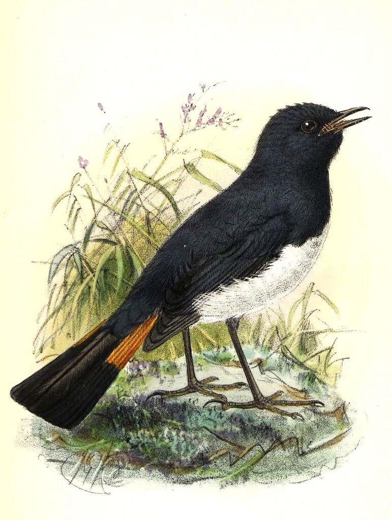 White-bellied Redstart