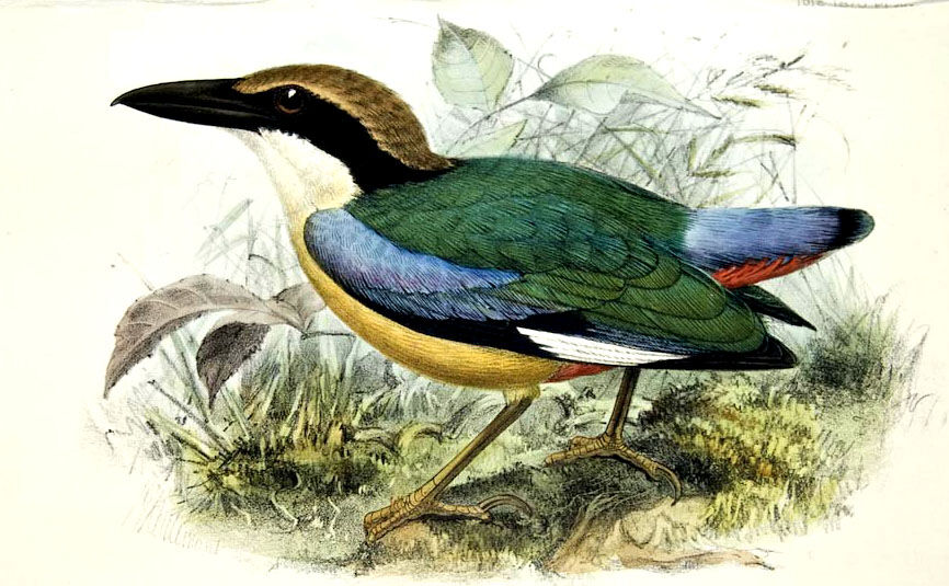 Blue-winged Pitta