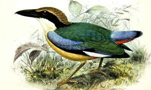 Blue-winged Pitta