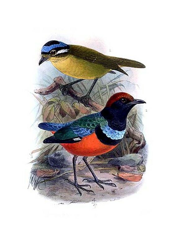 Sula Pitta