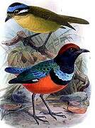 Sula Pitta