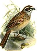 Meadow Bunting