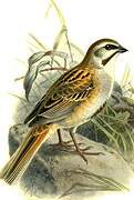 Jankowski's Bunting