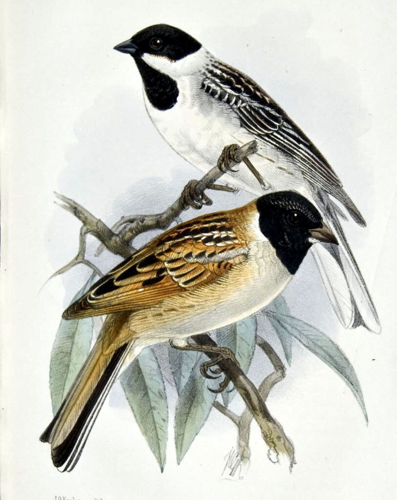 Ochre-rumped Bunting