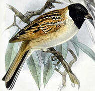 Ochre-rumped Bunting