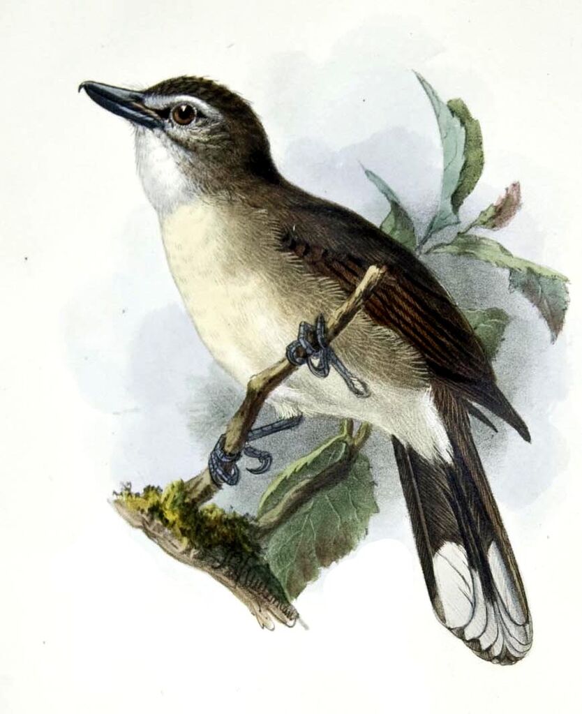 Hook-billed Bulbul