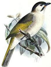 Bulbul de Taïwan